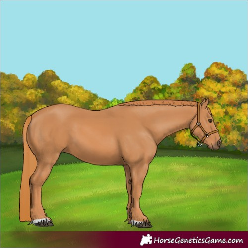Horse Color:Unknown 