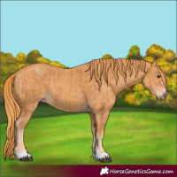 Horse Color:Chestnut  and Chestnut 