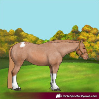 Horse Color:Chestnut Tobiano Appaloosa 