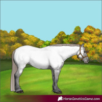Horse Color:Grullo Near Fewspot