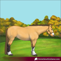 Horse Color:Buckskin Dun 