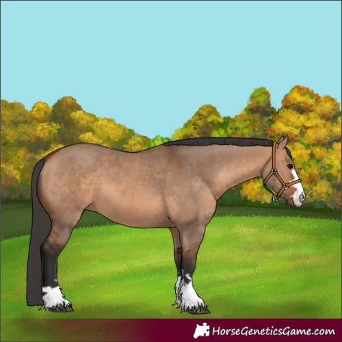 Horse Color:Bay Dun 
