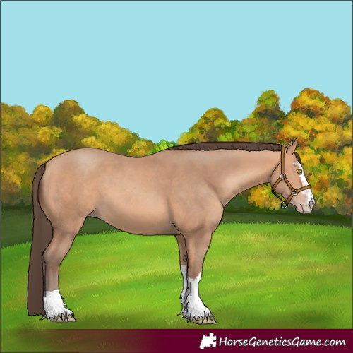 Horse Color:Unknown 