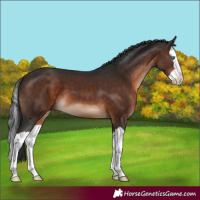 Horse Color:Bay Splash 