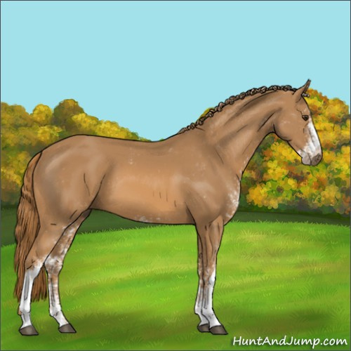 Horse Color:Chestnut Sabino 