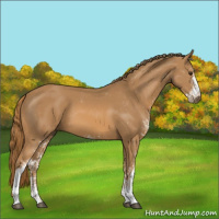 Horse Color:Chestnut Sabino 