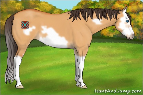 Horse Color:Buckskin Dun Splash Frame 