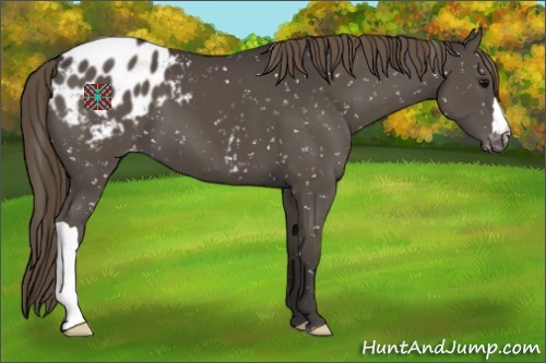 Horse Color:Smoky Black Appaloosa 