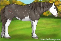 Horse Color:Smoky Black Splash Appaloosa 