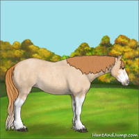 Horse Color:Red Dun Roan Splash Frame Rabicano 