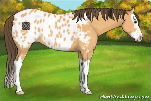 Horse Color:Buckskin Sabino Splash Appaloosa 