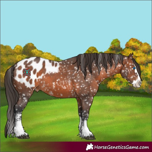 Horse Color:Brown Sabino Splash Appaloosa 