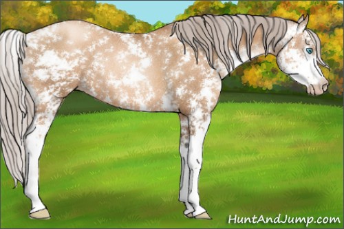Horse Color:Gray Gold Cream Champagne Pearl Sabino Rabicano 