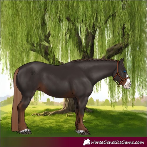Horse Color:Liver Chestnut Frame 