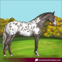 Horse Color:Silver Blue Roan Frame Appaloosa Rabicano 