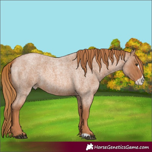 Horse Color:Red Roan Frame 