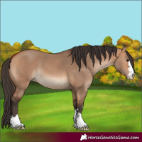 Horse Color:Bay Dun 