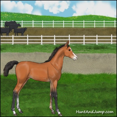 Horse Color:Bay Sabino 
