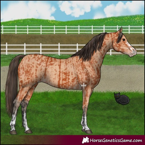 Horse Color:Bay  and Amber Champagne 