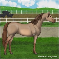 Horse Color:Red Dun 