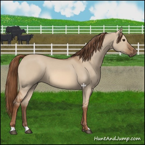 Horse Color:Red Dun
