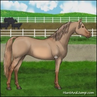 Horse Color:Red Dun 