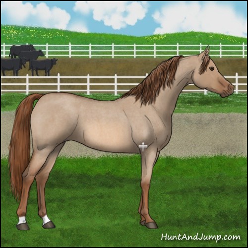 Horse Color:Red Dun Roan 