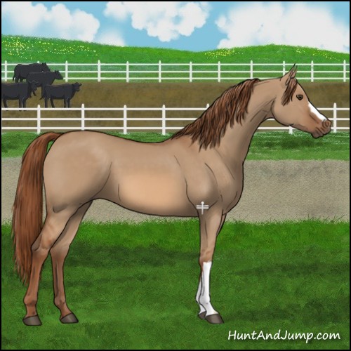 Horse Color:Red Dun 