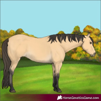 Horse Color:Buckskin 