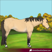 Horse Color:Buckskin 