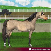 Horse Color:Brown Dun  and Buckskin Dun 