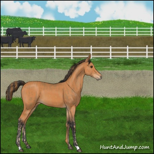 Horse Color:Chestnut  and Bay 