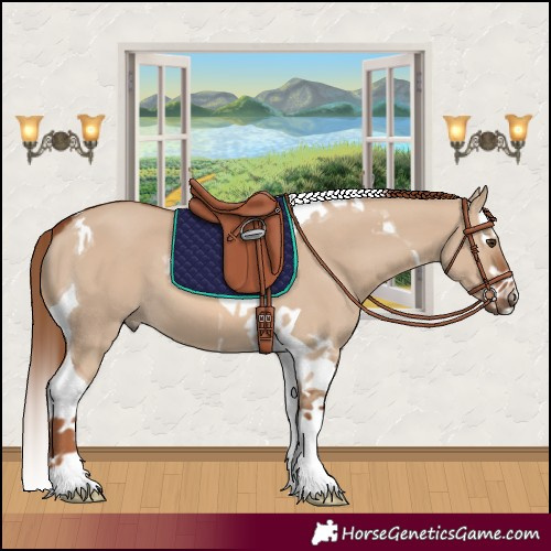 Horse Color:Red Dun Splash Tobiano 