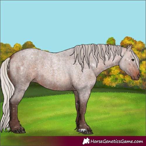 Horse Color:Silver Brown Roan 