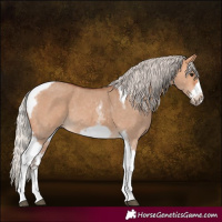 Horse Color:Silver Bay Dun Sabino Tobiano Frame Rabicano 