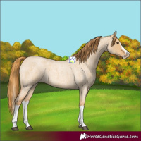 Horse Color:Red Dun Roan Splash Frame Rabicano