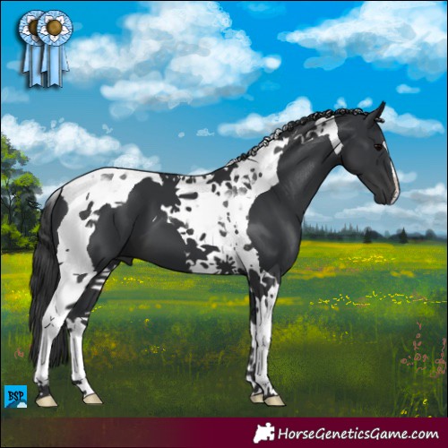 Horse Color:Black Tobiano 