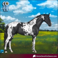 Horse Color:Black Tobiano