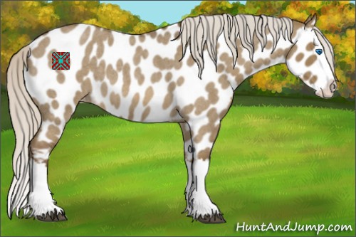Horse Color:Silver Smoky Grullo Roan Sabino Splash Appaloosa 
