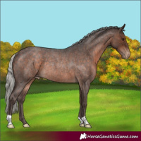 Horse Color:Silver Brown Roan Appaloosa Rabicano 
