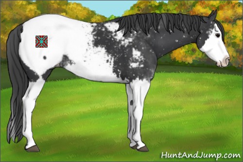 Horse Color:Black Sabino Splash Appaloosa 