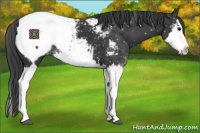 Horse Color:Black Sabino Splash Appaloosa 