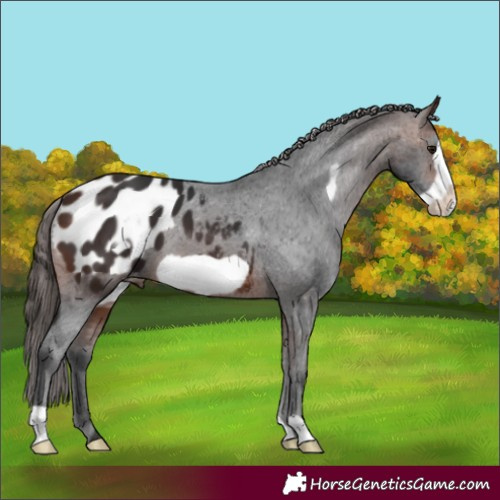 Horse Color:Brown Frame Appaloosa 