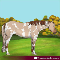 Horse Color:White Spotted Red Dun