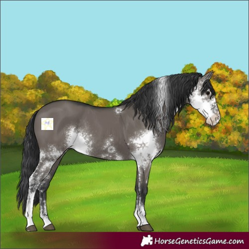 Horse Color:Grullo Sabino Rabicano