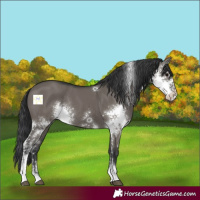 Horse Color:Grullo Sabino Rabicano 