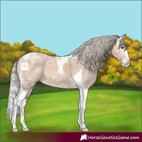 Horse Color:Silver Brown Ice Dun Splash Tobiano 