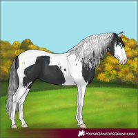 Horse Color:Black Splash Tobiano 