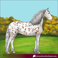 Horse Color:Silver Brown Splash Blanket Rabicano