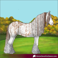 Horse Color:Red Dun Splash  and Red Dun Splash 